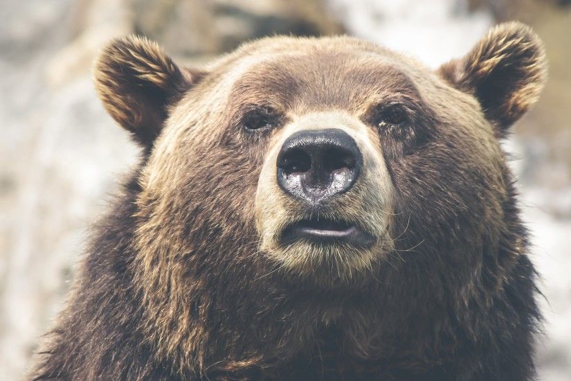 4K HD Wallpaper: Grizzly Bear Portrait