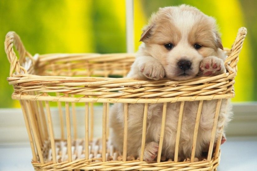 1920x1200 Cute Dog Boo Wallpapers | HD Wallpapers