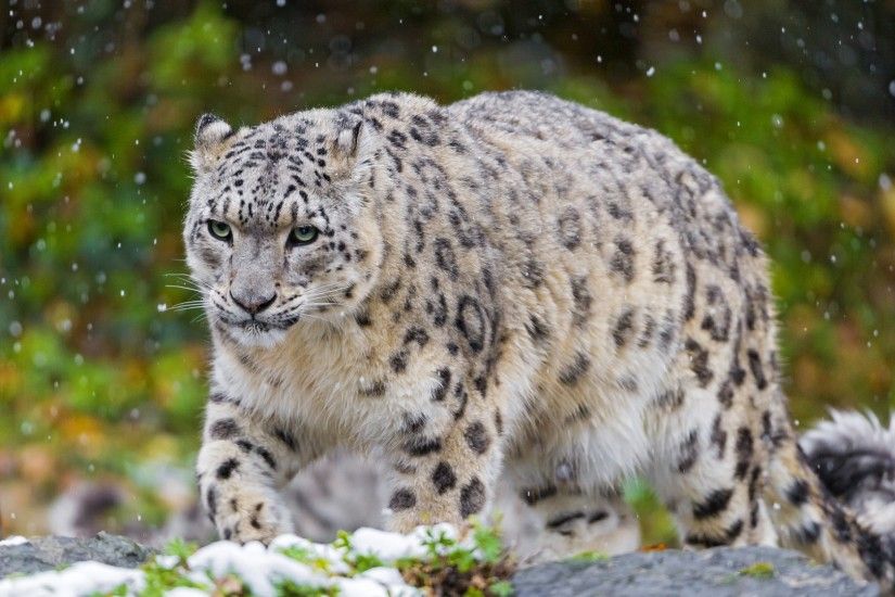 Download now full hd wallpaper snow leopard spray blurry ...