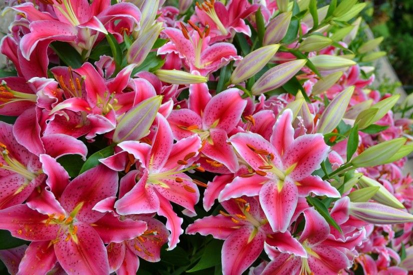 widescreen backgrounds lily