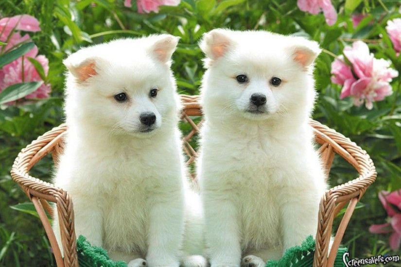 Cute Puppies Desktop Wallpapers - HD Wallpapers Inn