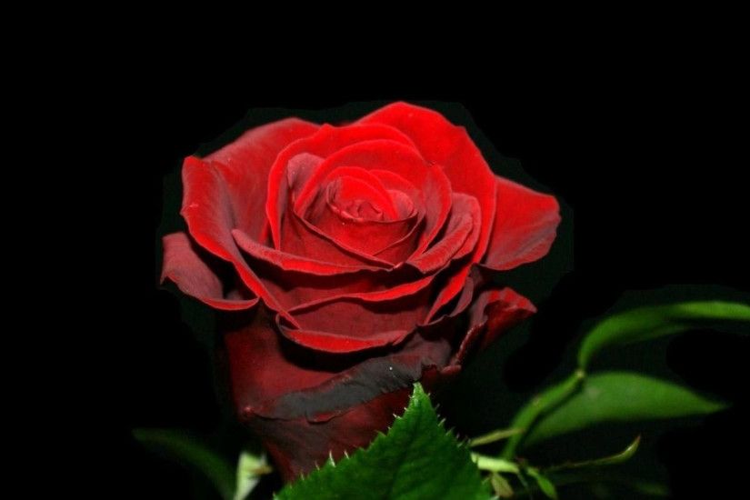 2048x2048 Wallpaper rose, flower, bud, black background