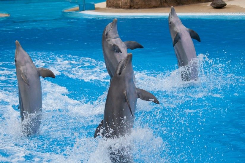 2560x1600 free high resolution wallpaper dolphin
