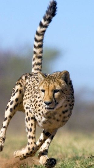 wallpaper.wiki-Cheetah-Background-Widescreen-for-Phone-PIC-