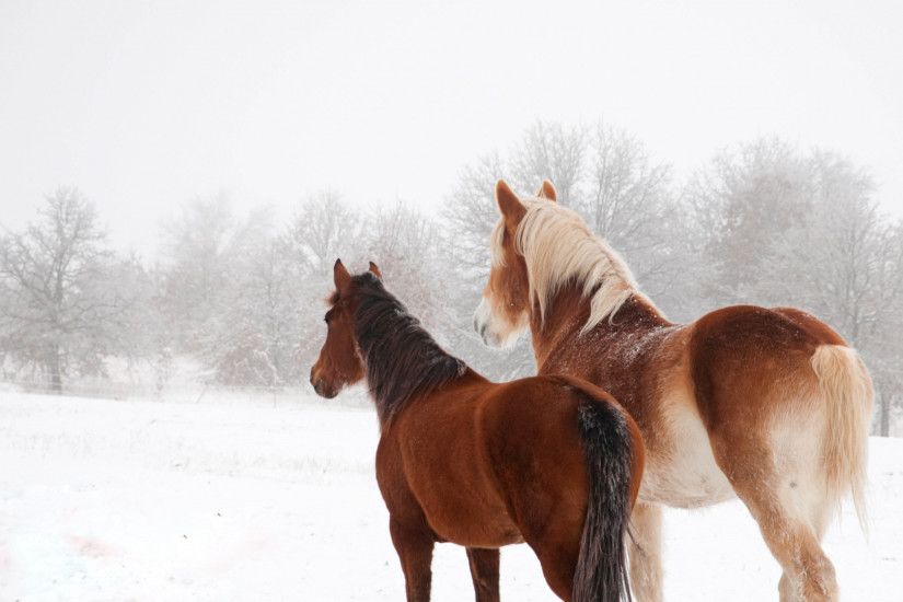 1920x1080 Wallpaper horse, winter, snow, couple