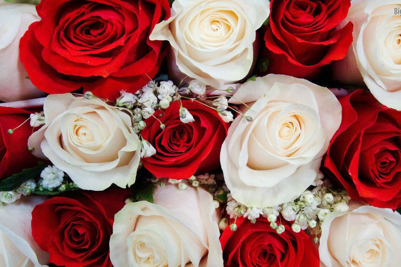 Red And White Roses Desktop Background. Download 1920x1080 ...
