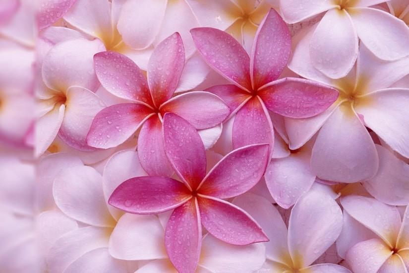 Wallpapers For > Pretty Flower Backgrounds For Computer