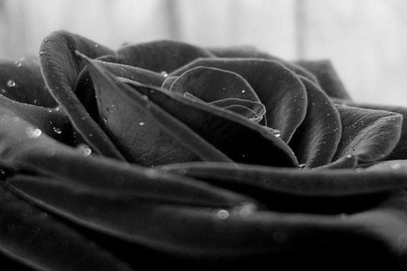 Black And White Rose Wallpapers Wallpaper
