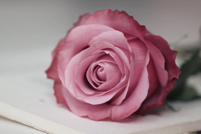 pink-rose-hd-1920x1200.jpg 1,920Ã1,200 pixels