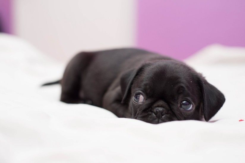 Baby Black Pug Lively pets