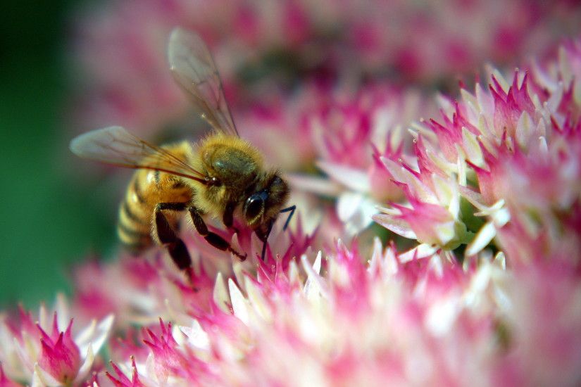Stunning Honey Bee Wallpaper 3283