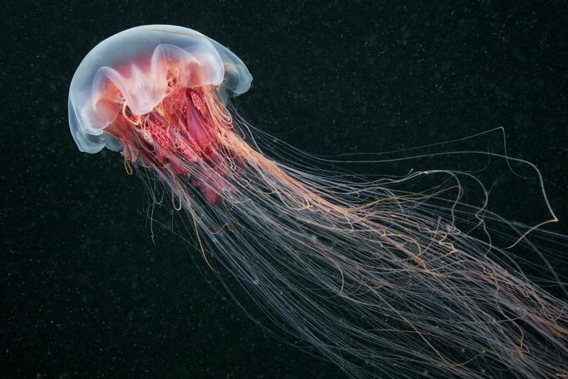jellyfish, Nature, Sea, Animals Wallpaper HD