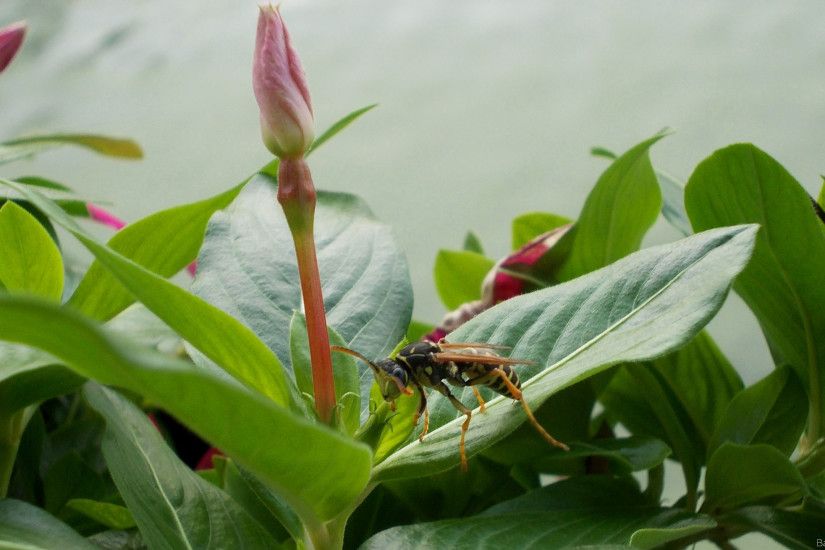 Wallpaper with wasp on flower
