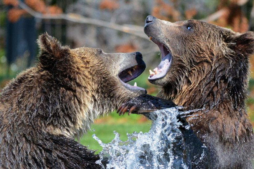 1920x1080 Wallpaper bears, grizzly bear, sparring, spray