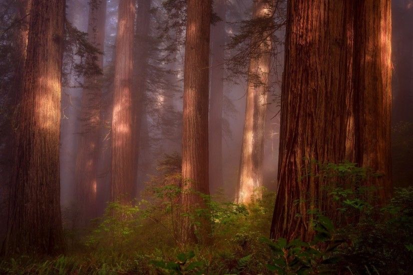 nature, Trees, Forest, Wood, Plants, Branch, Leaves, Mist, Sunlight  Wallpaper HD