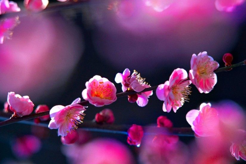 D Pink Flowers Background Wallpaper x Cool PC