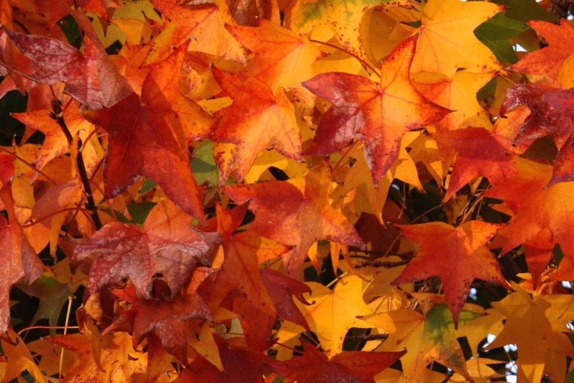 Download: Fall Colors HD Wallpaper
