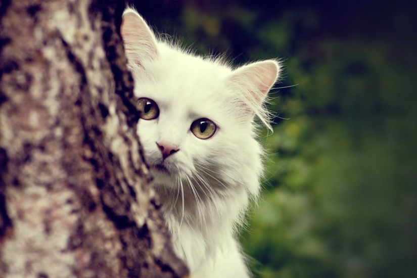 Most Beautiful Cute Cat Desktop Backgrounds.