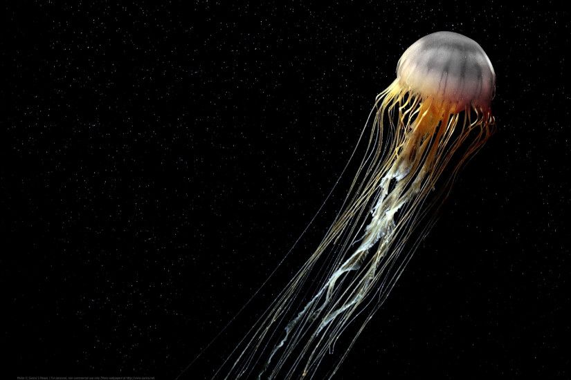 Animal - Jellyfish Wallpaper