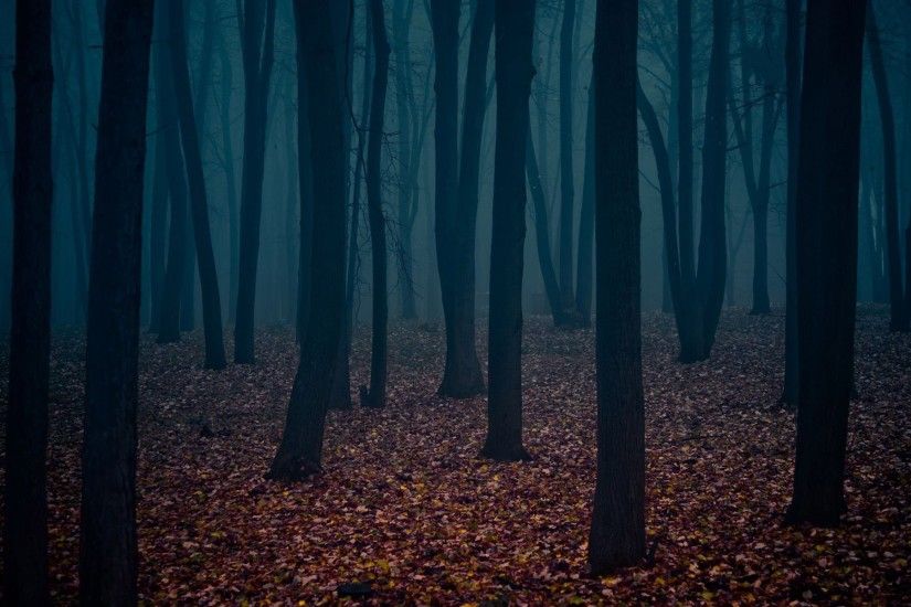 Dark Road Forest HD desktop wallpaper : High Definition .
