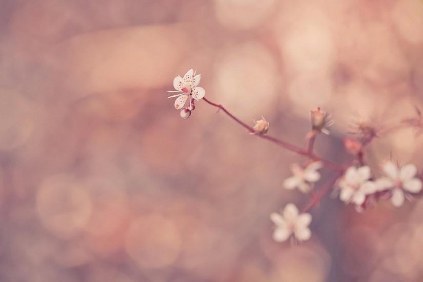 new floral background tumblr 1920x1080