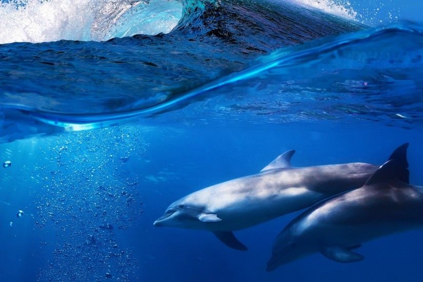 Dolphins Desktop Wallpaper 10853