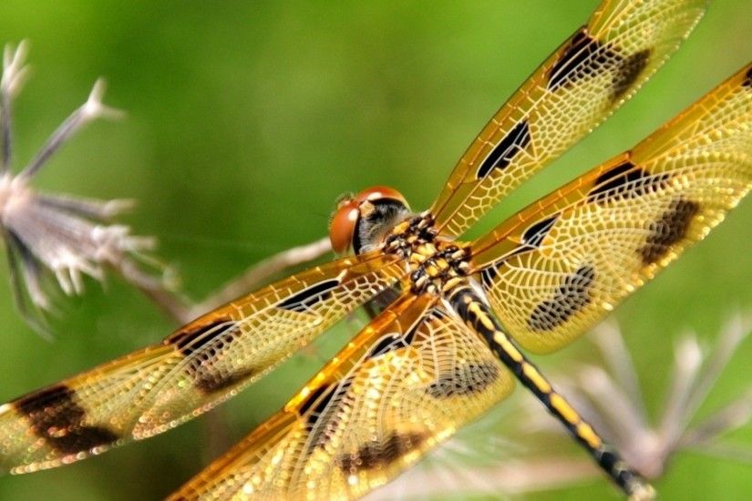 3840x1200 Wallpaper dragonfly, insect, flying, grass