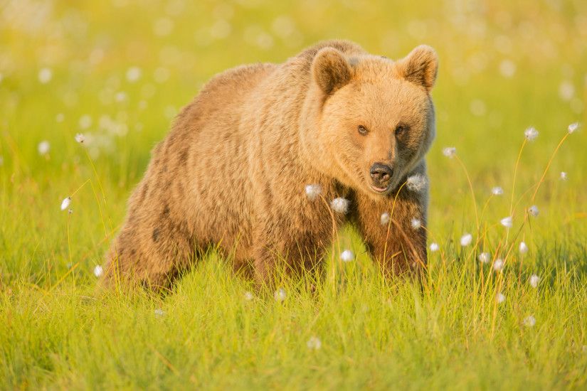 brown bear grass walk