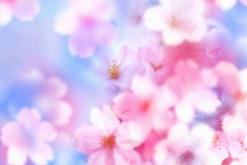 Cherry Blossom Wallpaper 6561