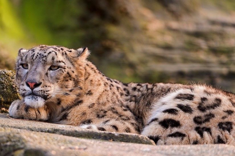 Preview wallpaper snow leopard, leopard, look, lying, predator, big cat  1920x1080