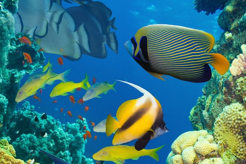 Beautiful fish in the sea, underwater, coral reef Wallpaper Preview