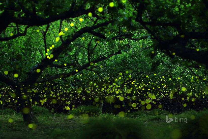 long-exposure photograph of fireflies