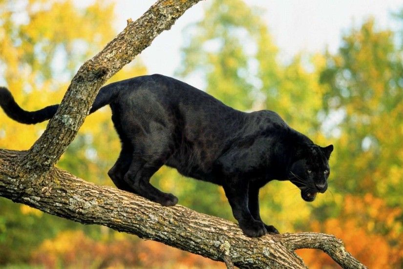 Black Panther Animal Desktop Wallpaper 52632