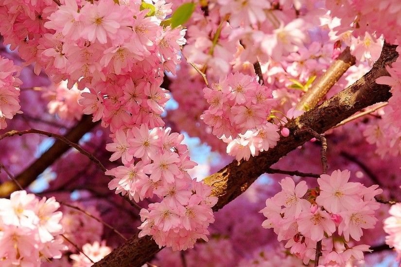 Cherry Blossoms Spring Background