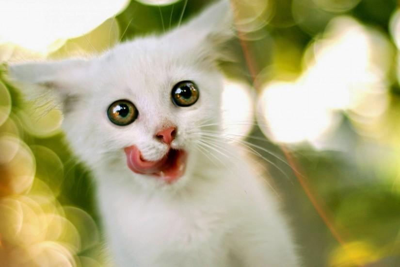 ... cute white kitten wallpaper picture awesome wallpapers resolution on  animals category similar with baby black and