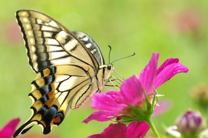 Butterfly On Pink Flower Desktop Wallpaper picture