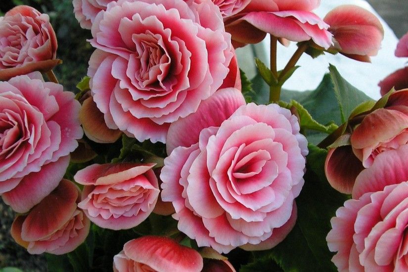 cool begonia pink flowers wallpapers - full HD backgrounds