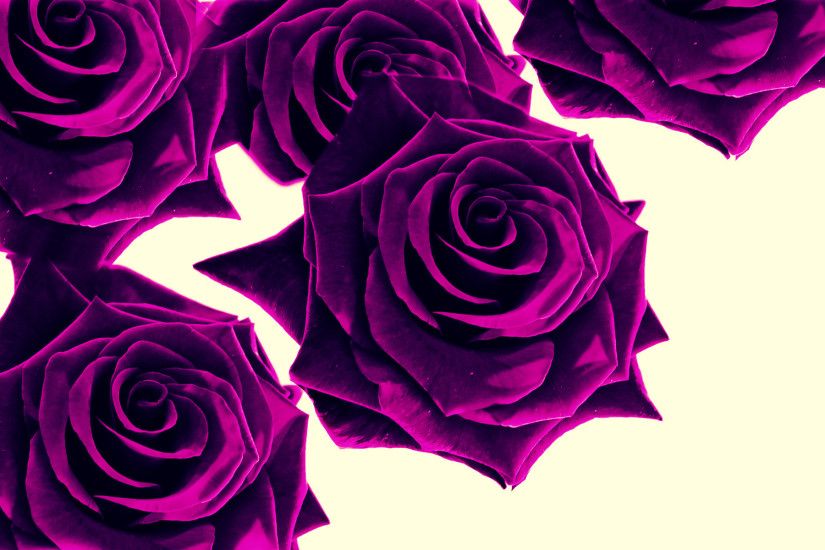 Dark Purple Roses Wallpaper (46+ images) Dark Purple Rose Background