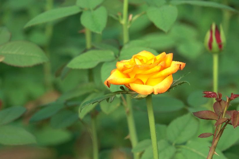 4K Orange Yellow Rose with Red Leaves Nature Footage Bokeh Background Stock  Video Footage - VideoBlocks
