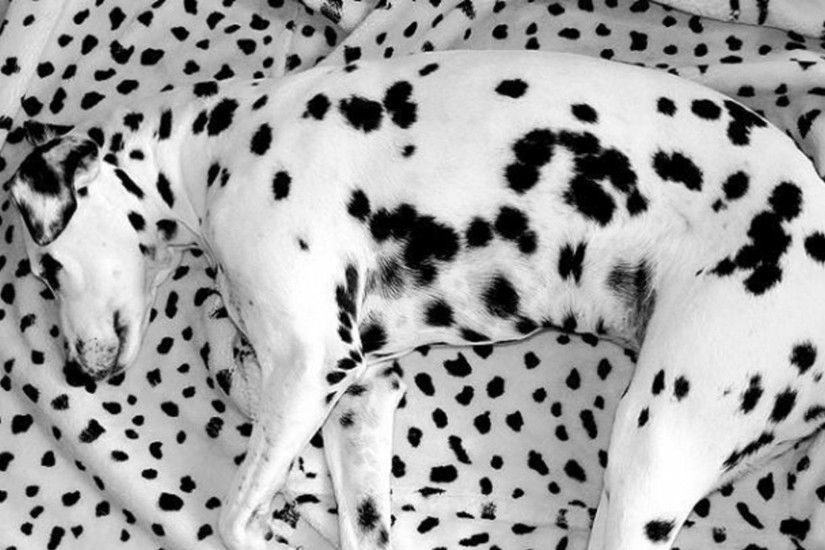 dalmatian, lying, dog