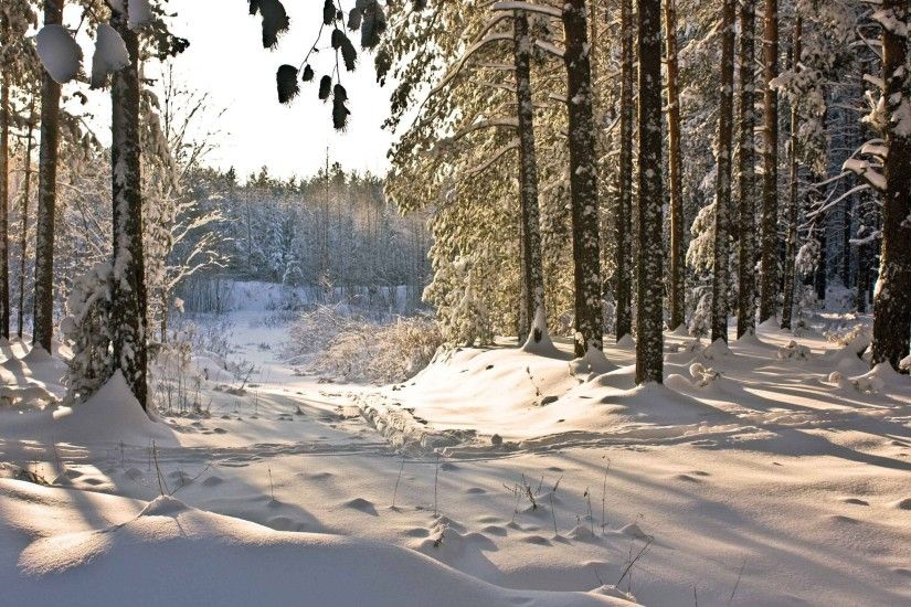 Winter Forest Wallpapers Images Photos Pictures Backgrounds