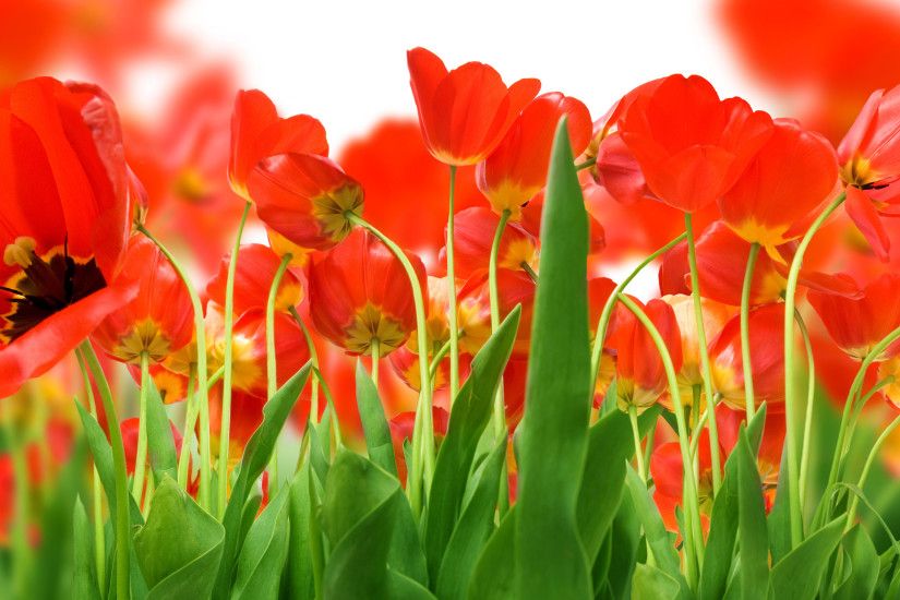 Nature Red Tulips Wallpaper 2281