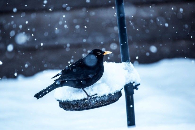 Preview wallpaper birds, crow, snow, winter 1920x1080