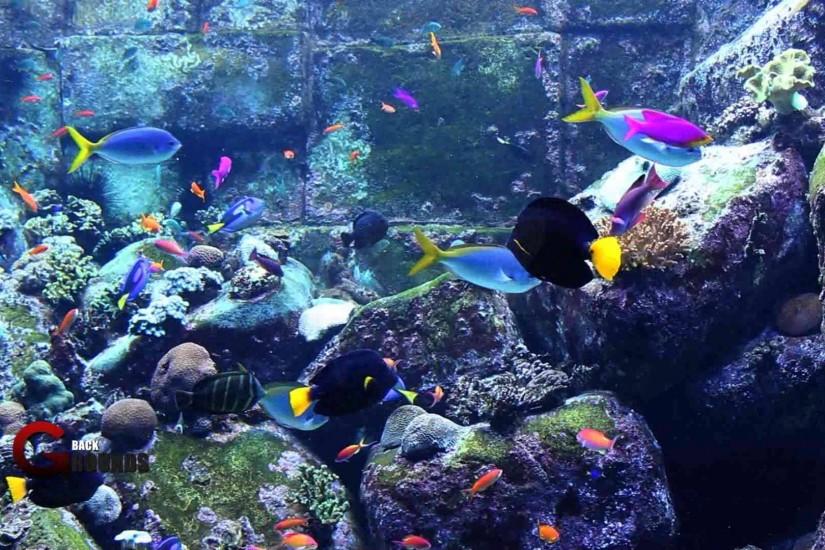Desktop hd download fish aquarium 3d wallpaper 3d hd pictures.