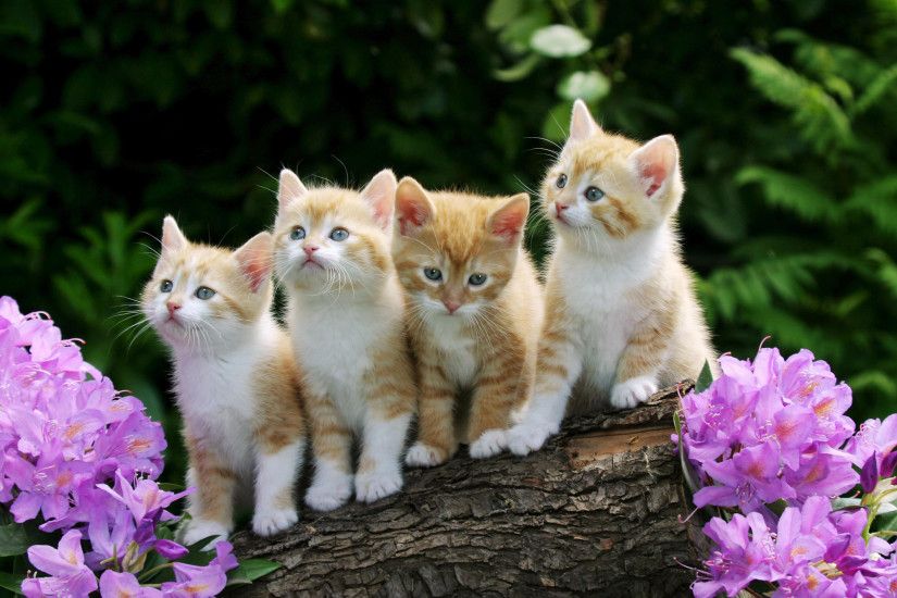 Cute Baby Cats Wallpapers (39 Wallpapers) – Adorable Wallpapers Baby Kitty  ...