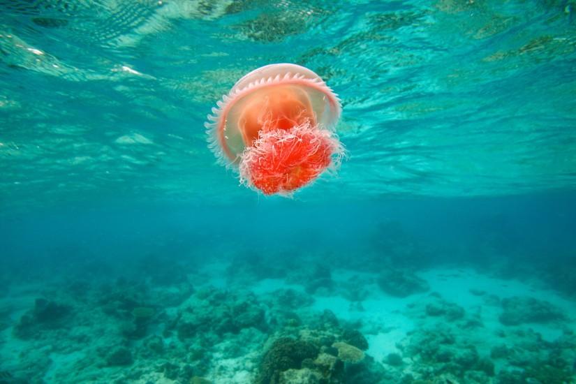 Animal Jellyfish Fishes Mobile Wallpaper | Underwater Wallpaper | Pinterest  | Wallpapers, Jellyfish and Mobile wallpaper