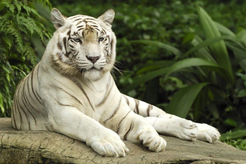 HD Wallpaper | Background ID:274807. 1920x1200 Animal White Tiger