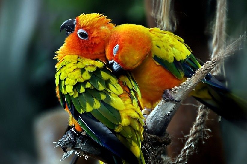 love-bird-wallpapers