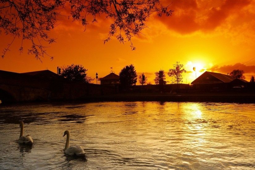 Splendor Tag - Beautiful Sunset Peaceful Sunlight Lake Sun Evening Swans  Splendor Sky Water Nature Reflection