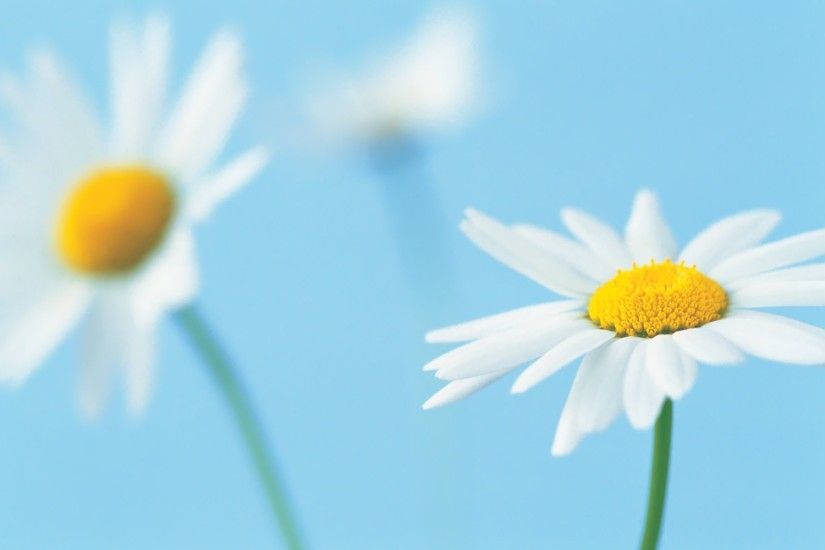 daisy flower white petals close up blue background